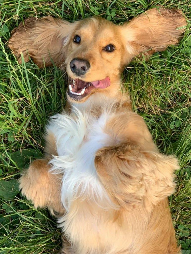 A happy, relaxed dog lying in the grass